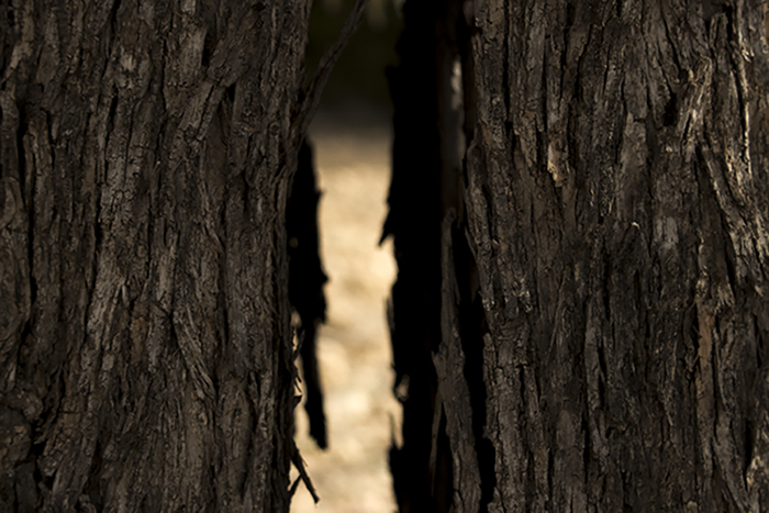 lerodrua_02_g36