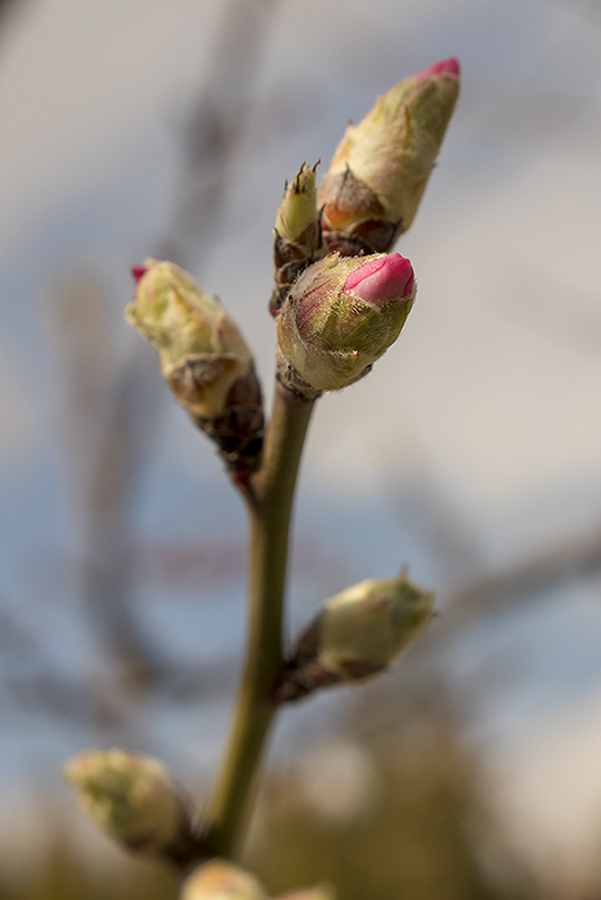 lerodrua_08_g36
