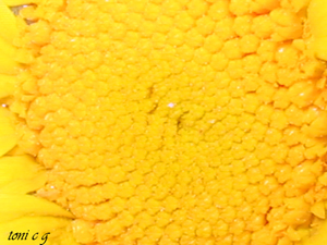 macro_margarita_