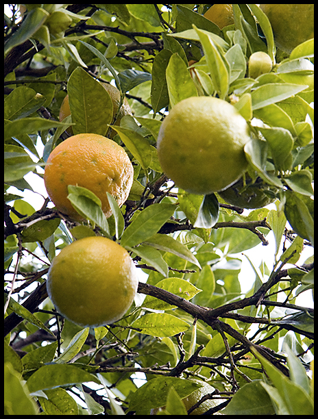 mandarines