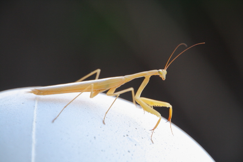 mantis_r