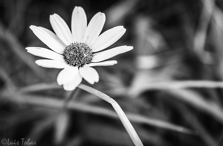 marguerite1