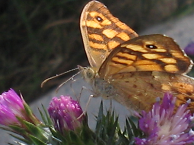 mariposa_0