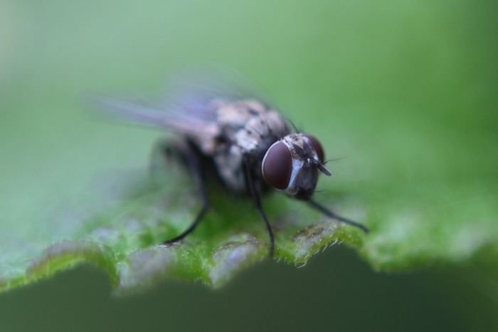 mosca_verdea