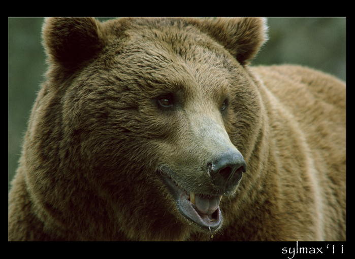 oso13