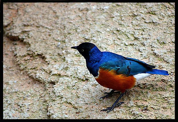 pajaro3