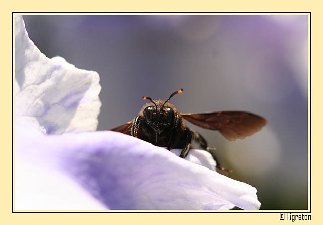 parc_cervantes_26_04_2008_073