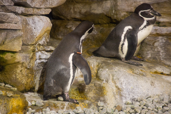 pingu1