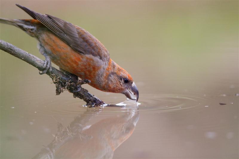 piquituerto_calmando_la_sed_Medium_