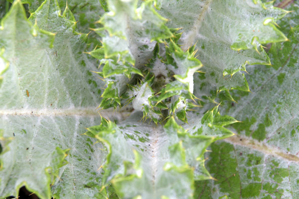 planta