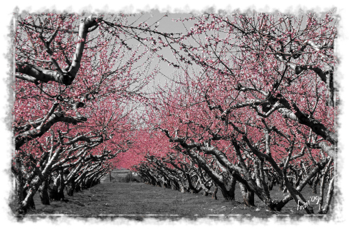 primavera_canonistas