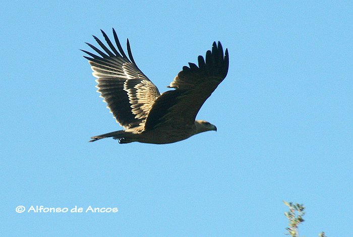 ps-prueba-1