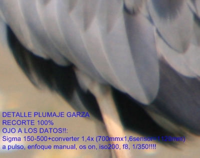 recorte_plumaje