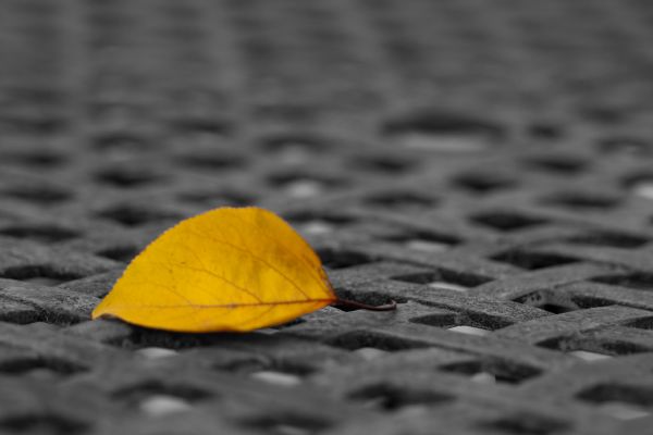 resized_21112009-IMG_0035_bis