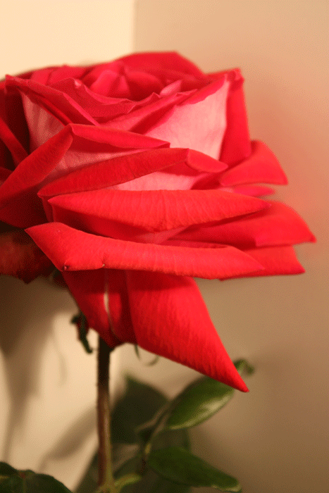 rosa2