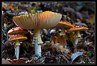 Amanita_Muscaria_Canonistas.jpg