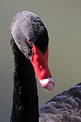 BERLANGA-CISNE_NEGRO_28-10-17-12-31-27_MANUEL_ROCHA_LINARES.JPG