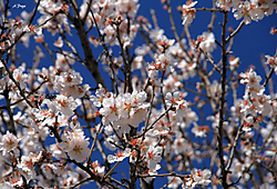 Flor-Almendro Flor-Almendro.jpg
