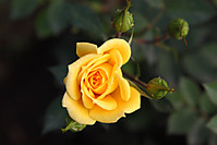 IMG_11192 IMG_11192.JPG