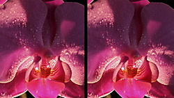 Orquidea 3D Imagen3D-02a.jpg