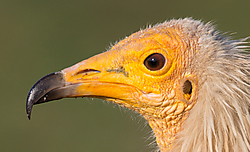 Neophron_percnopterus_5B2 Neophron_percnopterus_5B2.jpg