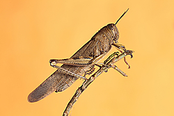 saltamontes bich.jpg