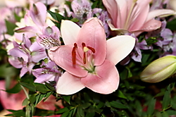 flor_114.JPG