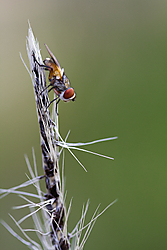 mosca_roja_foro.jpg