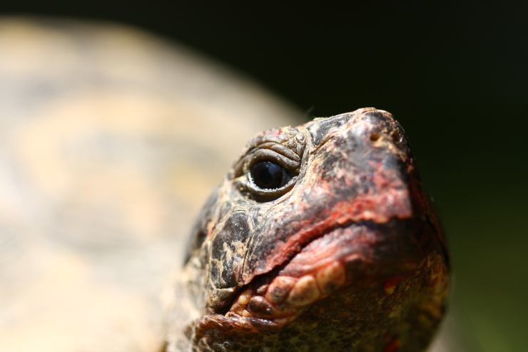 tortuga9