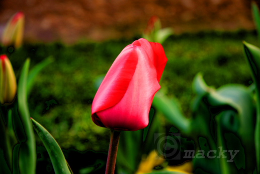 tulipan_con_CR1