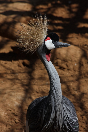 zoo_fuengirola45