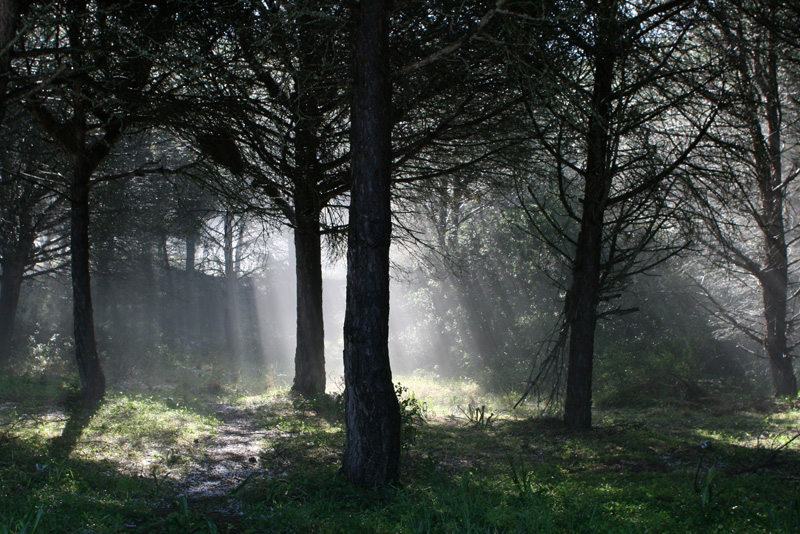 020407_28_Evaporaci_n_entre_pinos_II