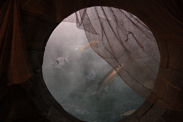 2008_12_28_acuario_119