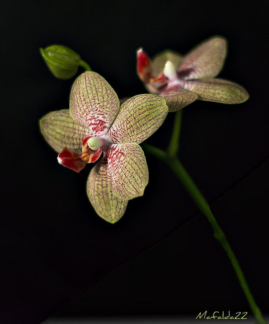 5332045235_a6acf65e1e_z