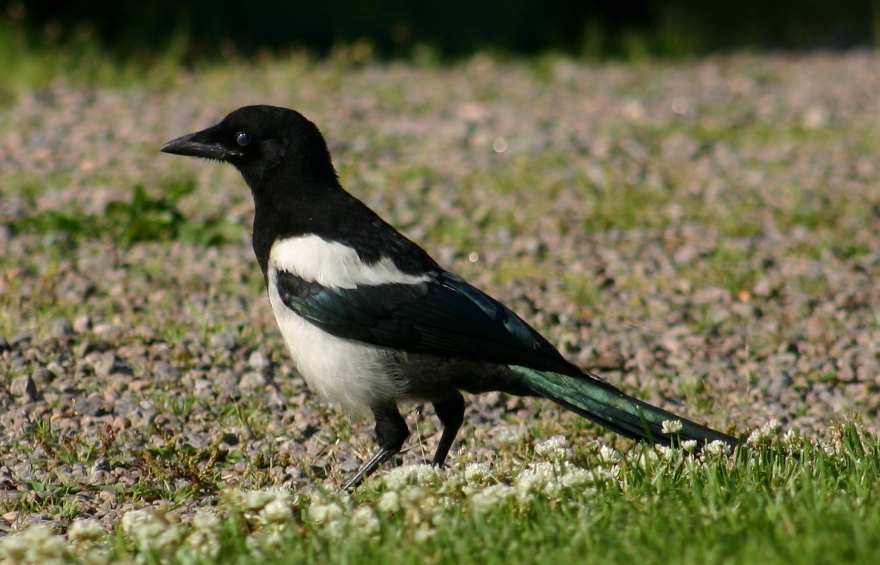 A_Magpie_2