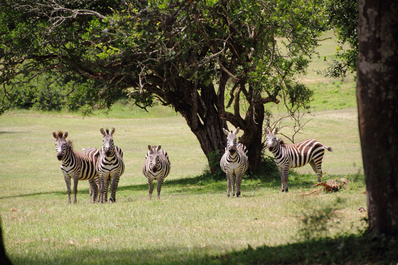 Africa-kenia-zanzibar0109