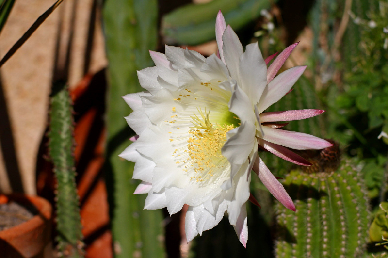 Apertura_foral