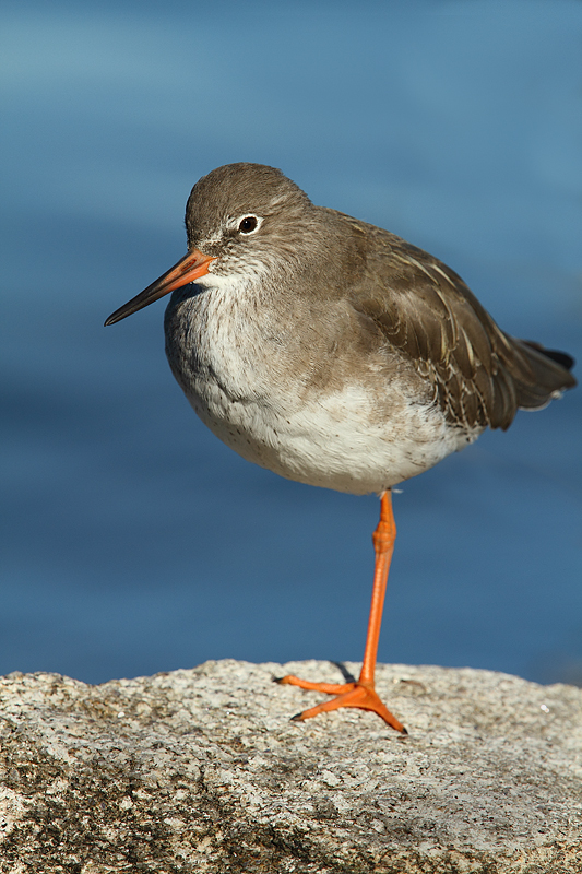 Archibebe-comun-2838_