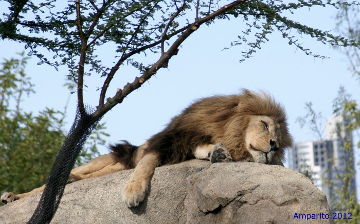 BIOPARC_SEP2012_068