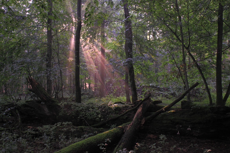 Bialowieza_National_Park