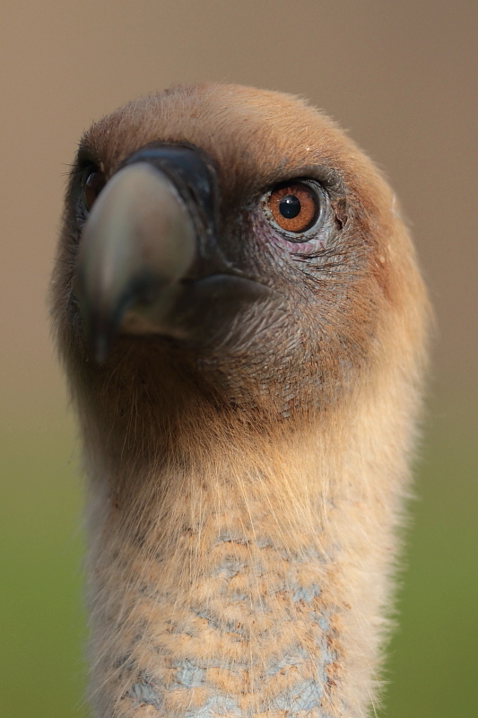 Buitre-Leonado-0K4A2099