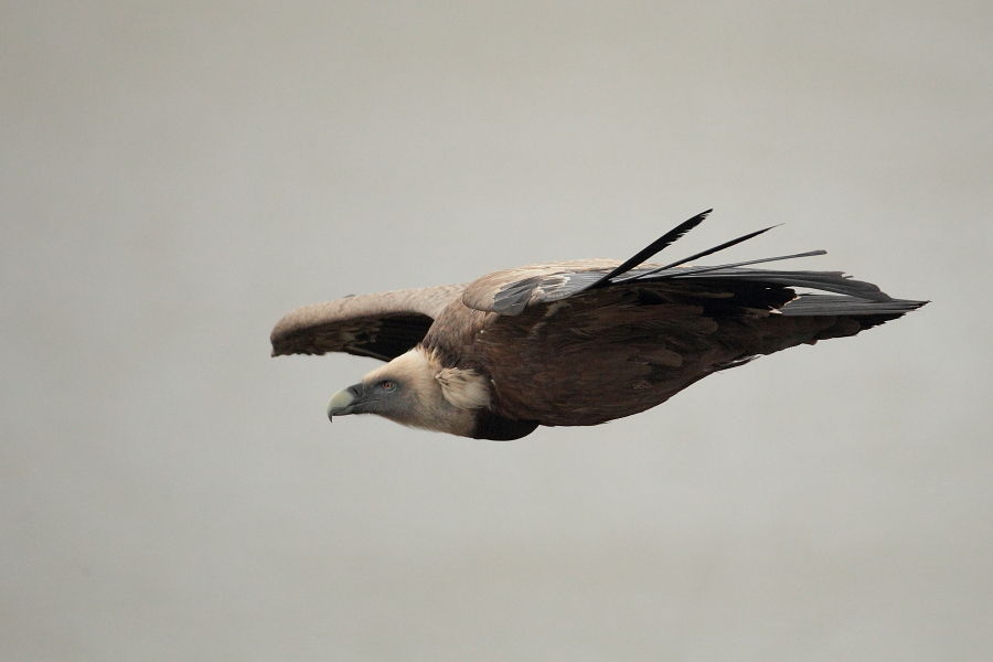 Buitre-Leonado-AB3C65531