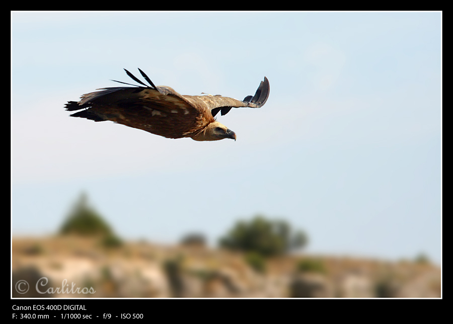 Buitre_23