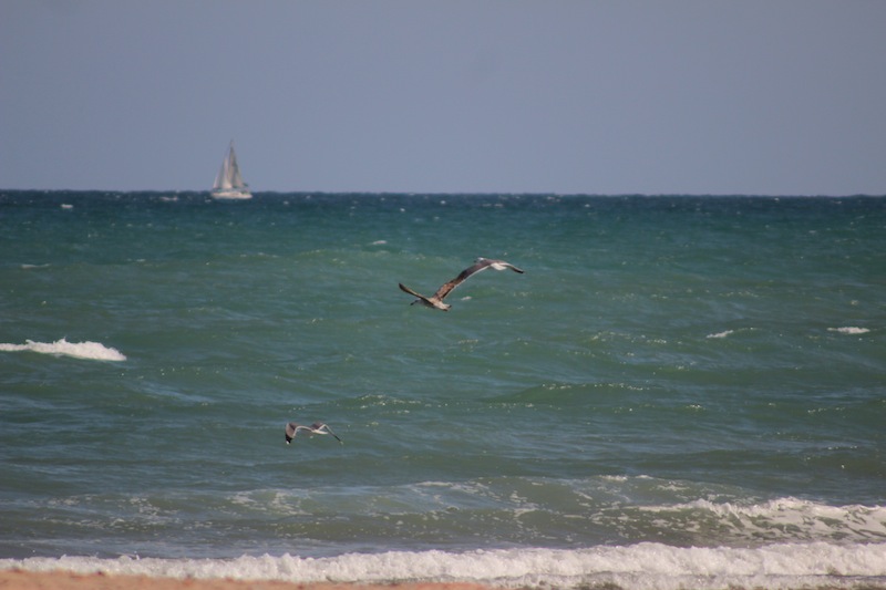 CanonistasTK_5_6-1:2500-LF50