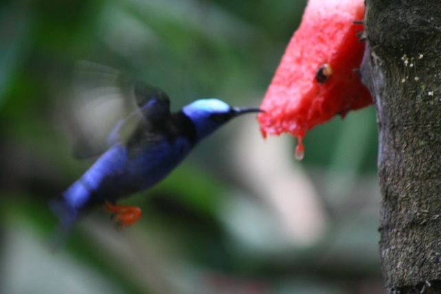 Colibr_azul