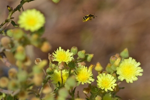 El_vuelo_de_la_abeja
