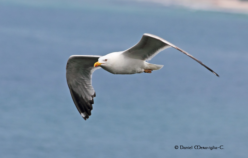Gaviota_patiamarilla_verano_03
