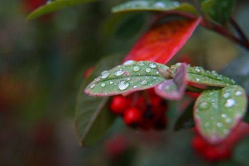 Gotas_I