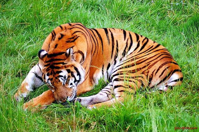 Gran_solitario_640x480_