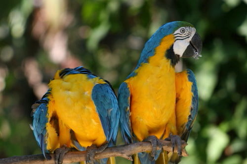 Guacamaya